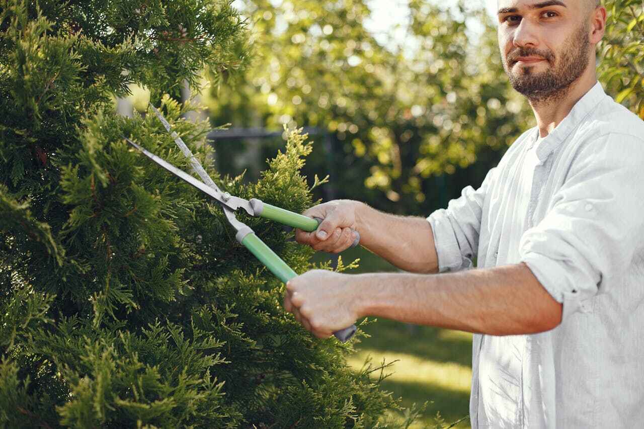 Trusted South Whitley, IN Tree Service Experts